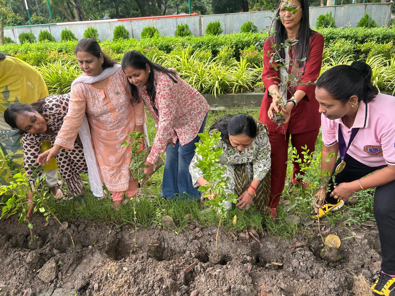 Tree Plantation